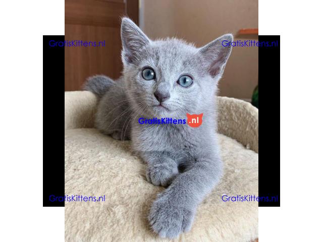 russian kittens Whatsapp me at  +31623136056