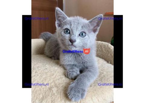 russian kittens Whatsapp me at  +31623136056