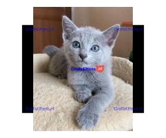 russian kittens Whatsapp me at  +31623136056