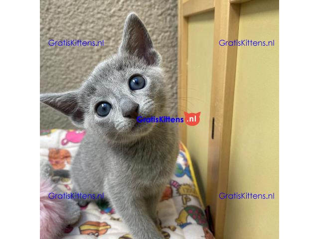 russian kittens Whatsapp me at  +31623136056