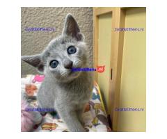 russian kittens Whatsapp me at  +31623136056