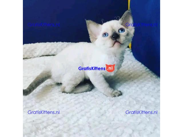 devon Rex kitties for sale