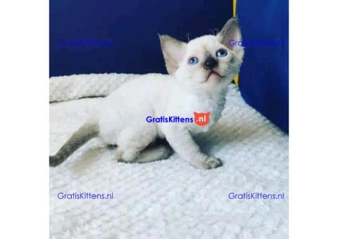 devon Rex kitties for sale