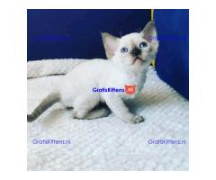 devon Rex kitties for sale