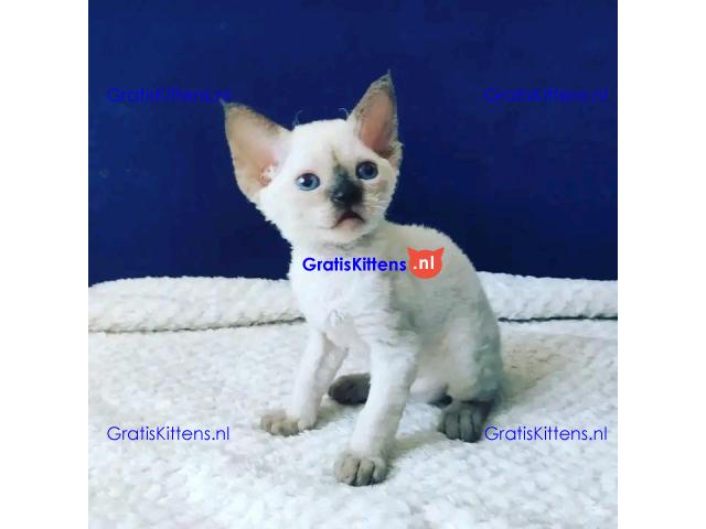 devon Rex kitties for sale