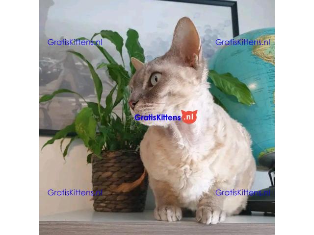 devon Rex kitties for sale