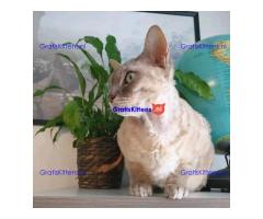 devon Rex kitties for sale