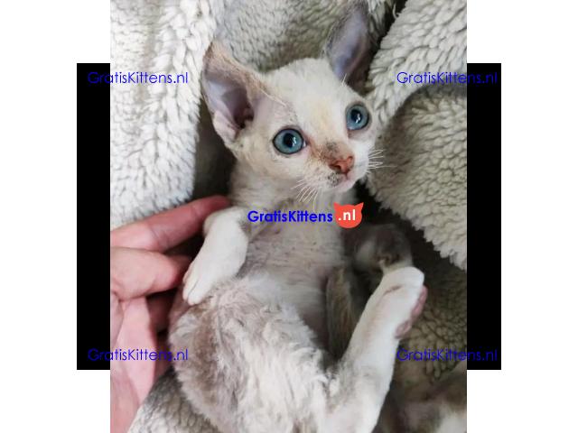 devon Rex kitties for sale