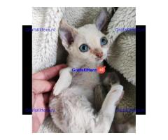 devon Rex kitties for sale