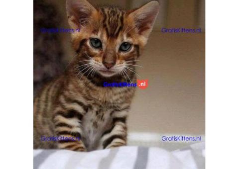 Stunning Toyger kittiens  Whatsapp me at  +31623136056