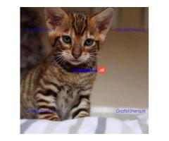 Stunning Toyger kittiens  Whatsapp me at  +31623136056