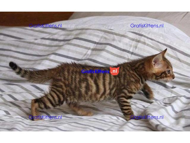 Stunning Toyger kittiens  Whatsapp me at  +31623136056