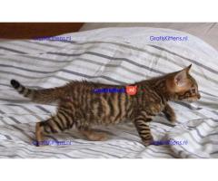 Stunning Toyger kittiens  Whatsapp me at  +31623136056