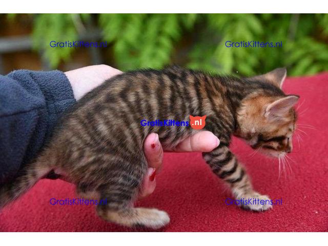 Stunning Toyger kittiens  Whatsapp me at  +31623136056