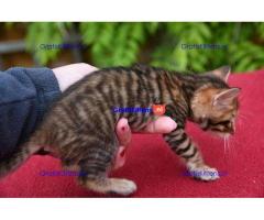 Stunning Toyger kittiens  Whatsapp me at  +31623136056