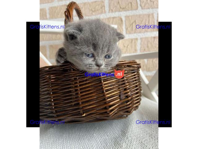 Scottish fold kittens Whatsapp me at  +31623136056