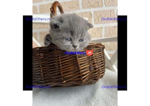 Scottish fold kittens Whatsapp me at  +31623136056