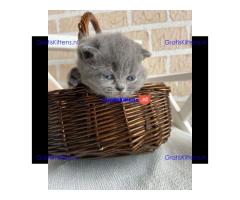 Scottish fold kittens Whatsapp me at  +31623136056