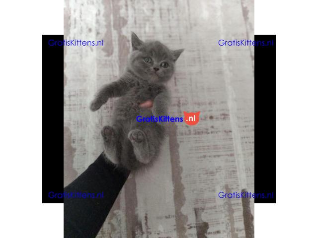 Scottish fold kittens Whatsapp me at  +31623136056