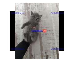 Scottish fold kittens Whatsapp me at  +31623136056