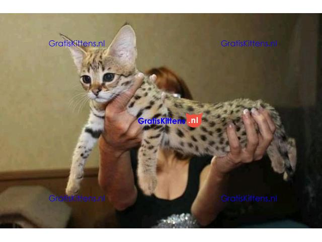 Cute Savanna kittens Whatsapp me at  +31623136056