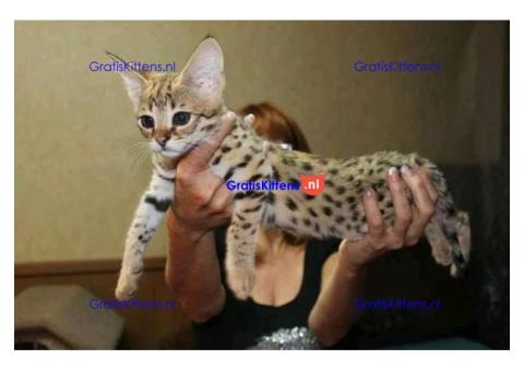 Cute Savanna kittens Whatsapp me at  +31623136056