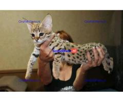 Cute Savanna kittens Whatsapp me at  +31623136056