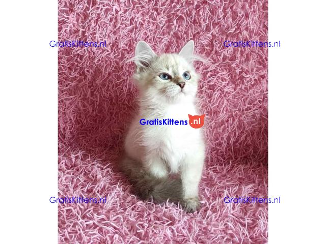 Adorable Siberian Kittens