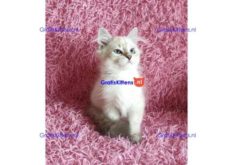 Adorable Siberian Kittens