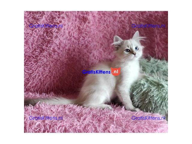 Adorable Siberian Kittens