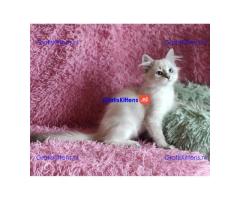 Adorable Siberian Kittens