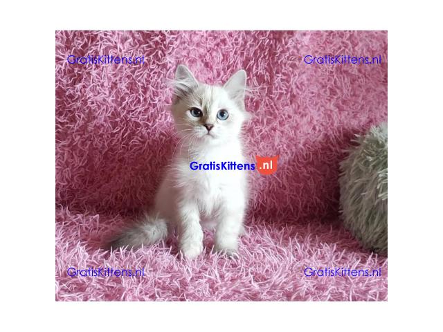 Adorable Siberian Kittens