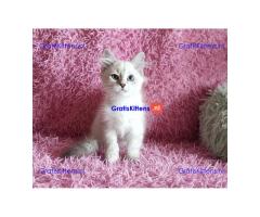 Adorable Siberian Kittens