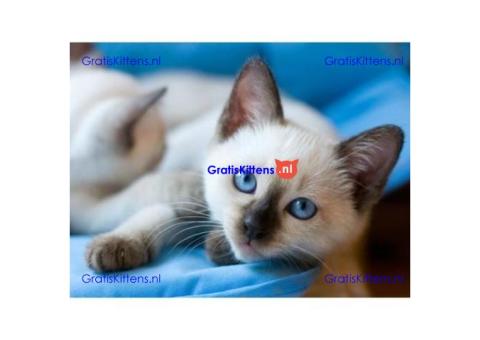 Siamese kittens Whatsapp me at  +31623136056