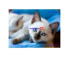 Siamese kittens Whatsapp me at  +31623136056