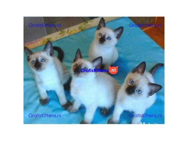Siamese kittens Whatsapp me at  +31623136056