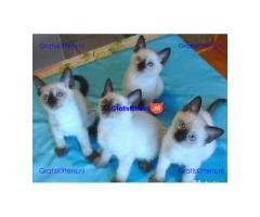Siamese kittens Whatsapp me at  +31623136056