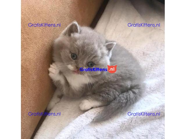 Brits korthaar katten zoeken een nieuw thuis