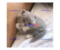 Brits korthaar katten zoeken een nieuw thuis