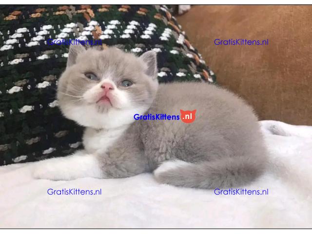 Brits korthaar katten zoeken een nieuw thuis