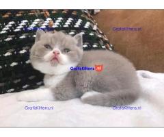 Brits korthaar katten zoeken een nieuw thuis