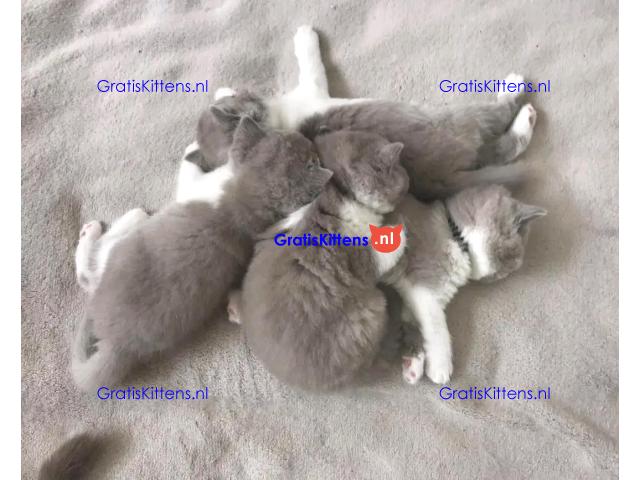 Brits korthaar katten zoeken een nieuw thuis