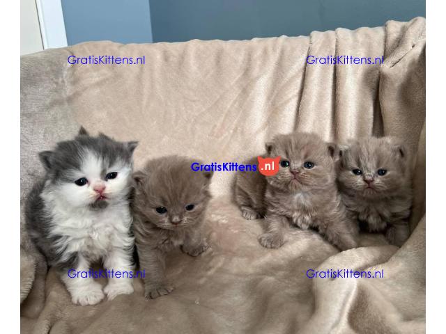 Brits korthaar katten zoeken een nieuw thuis