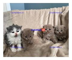 Brits korthaar katten zoeken een nieuw thuis
