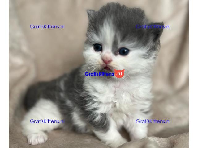 Brits korthaar katten zoeken een nieuw thuis