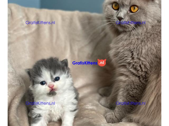 Brits korthaar katten zoeken een nieuw thuis