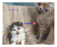 Brits korthaar katten zoeken een nieuw thuis