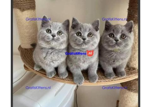 Bezit vandaag een britse korthaar door adoptie