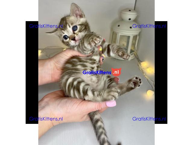 Schattig Bengaals kitten ter adoptie