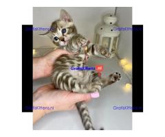 Schattig Bengaals kitten ter adoptie